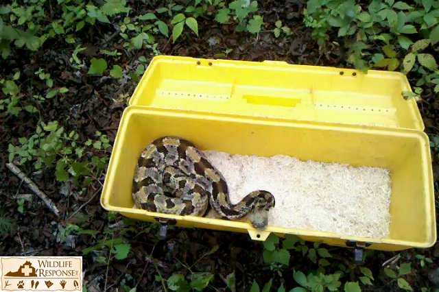 Canebrake Rattlesnake release