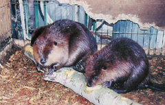 Beavers 2