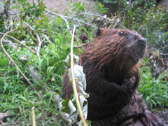 Beavers 3