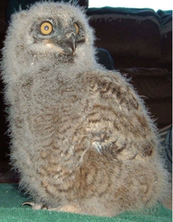 Great Horned Owl