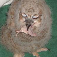 Tidwell Owl