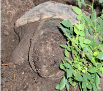 Eastern Snapping Turtle