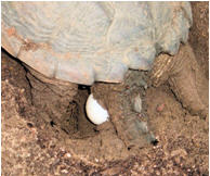 Eastern Snapping Turtle