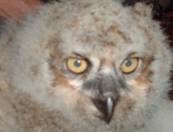 Tidwell Owl