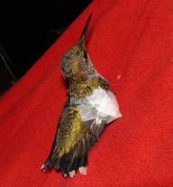Wrapped Hummingbird