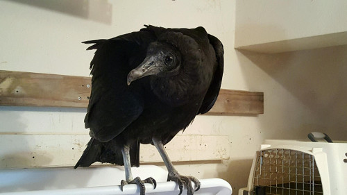 WRI Black Vulture