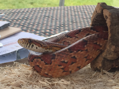 WRI Corn Snake