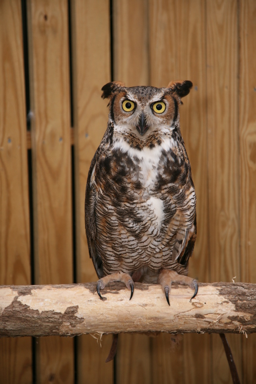WRi Great Horned Owl