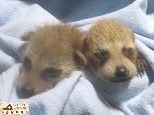 Racoons