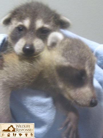 Racoons2