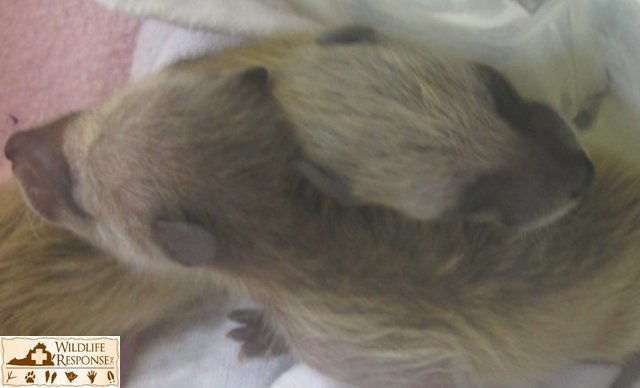 Racoons4