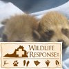 Racoons