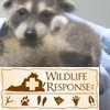 Racoons2