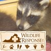 Racoons3