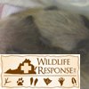 Racoons4