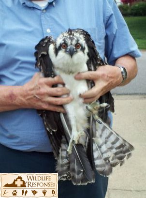 Osprey3