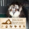 Osprey2