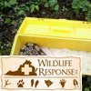 Canebrake Rattlesnake release