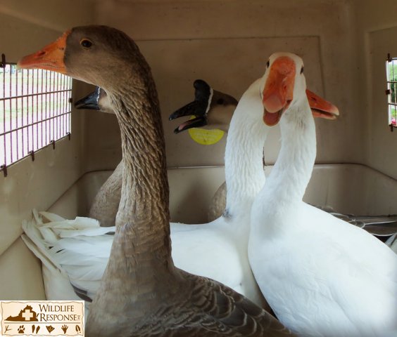 Geese