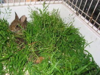 Eastern Cottontail