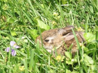 Eastern Cottontail