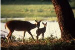 White-Tail Deer