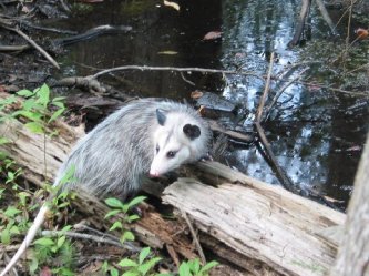 Opposum