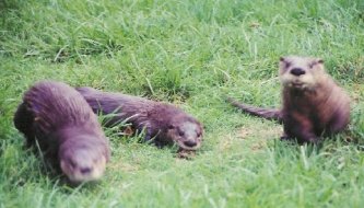 Otters