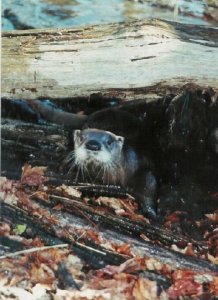 Otter