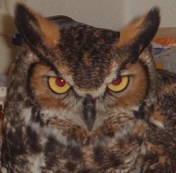 Great Horned Owl