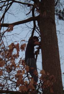 Owl Rescue