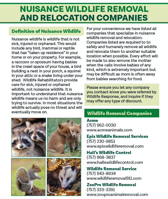 Nuisance Wildlife Removal